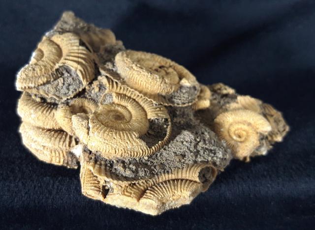 Dactylioceras athleticum (SIMPSON 1855) - Bild &copy; FossNet FossilienStore